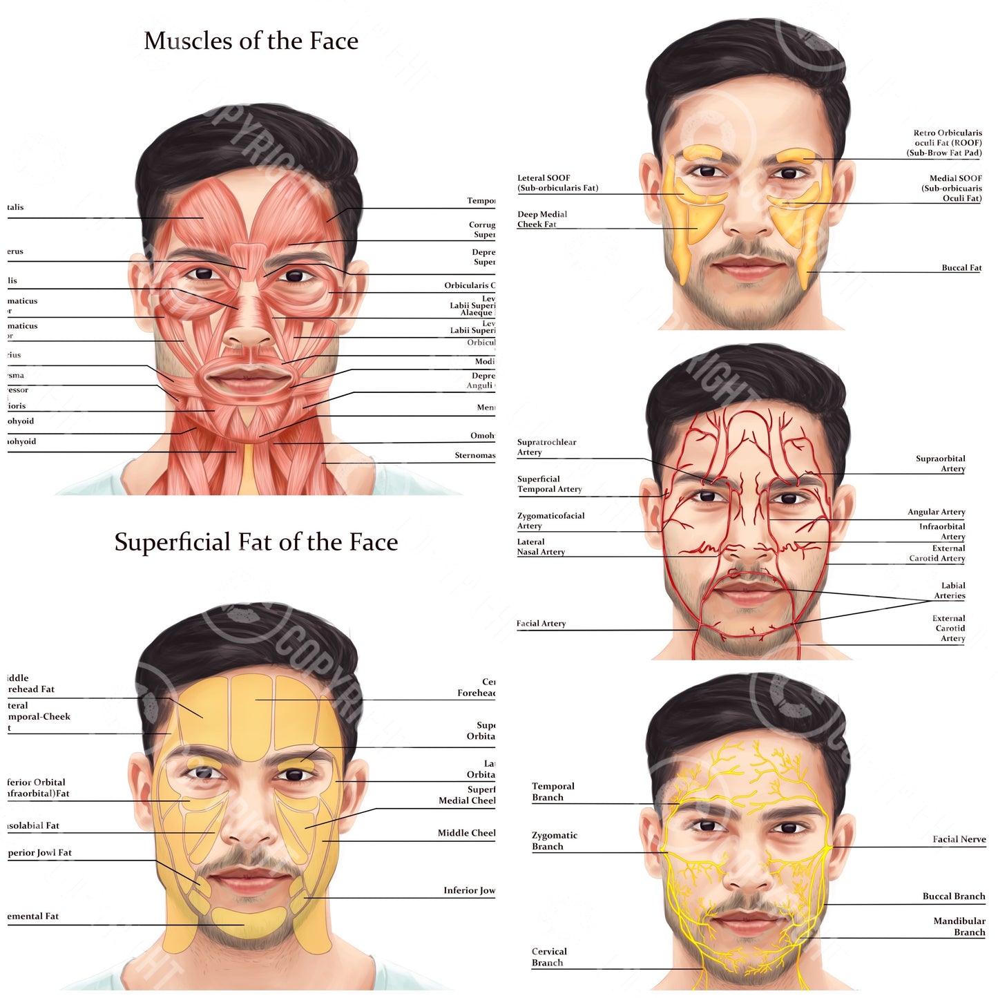 Male Facial Anatomy Bundle | Botox & Filler Injector | Anatomy | Poster | Aesthetics | Dermatology | Medspa| Digital Download