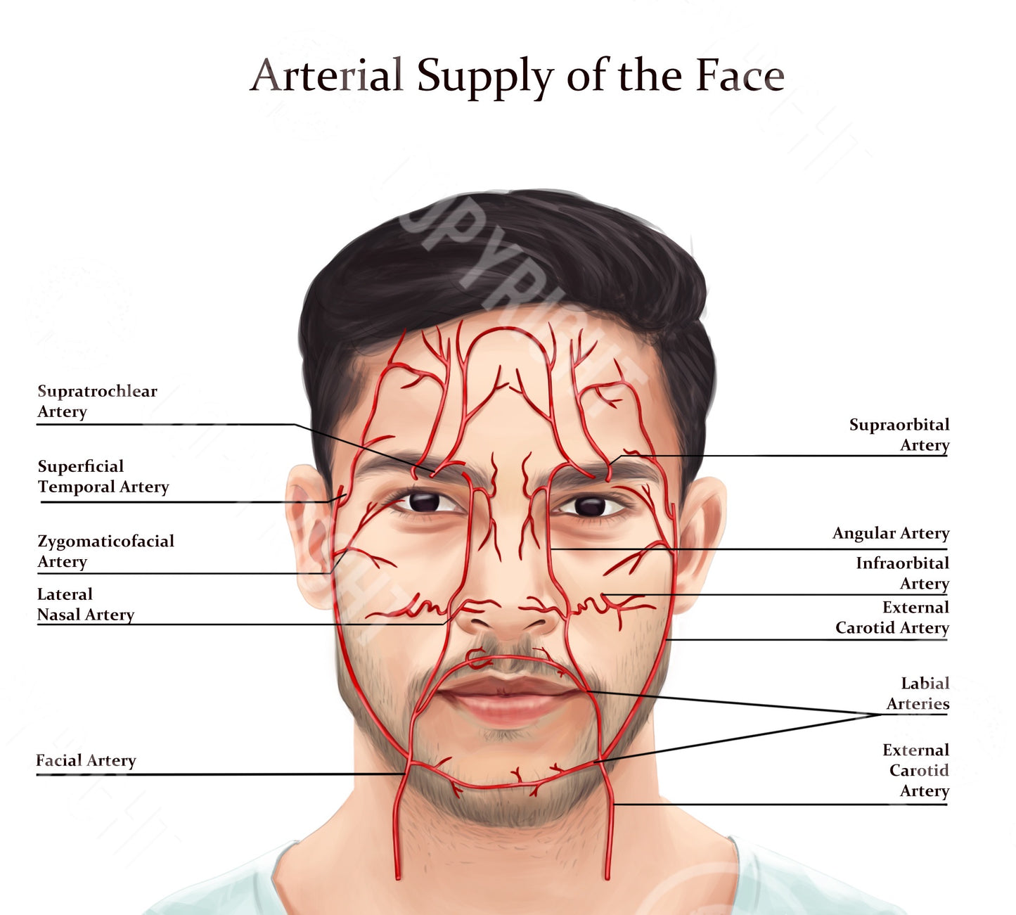 Male Facial Anatomy Bundle | Botox & Filler Injector | Anatomy | Poster | Aesthetics | Dermatology | Medspa| Digital Download