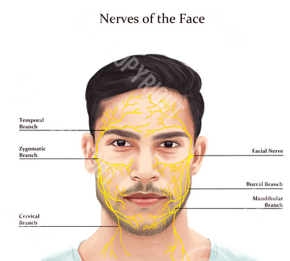 Male Facial Anatomy Bundle | Botox & Filler Injector | Anatomy | Poster | Aesthetics | Dermatology | Medspa| Digital Download