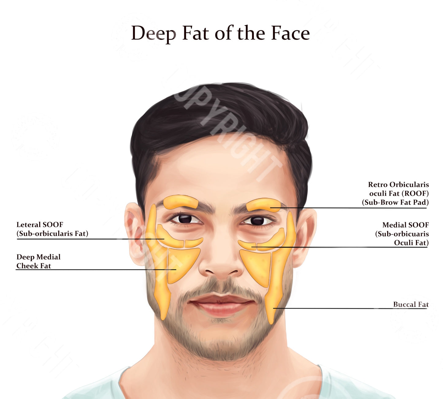 Male Facial Anatomy Bundle | Botox & Filler Injector | Anatomy | Poster | Aesthetics | Dermatology | Medspa| Digital Download