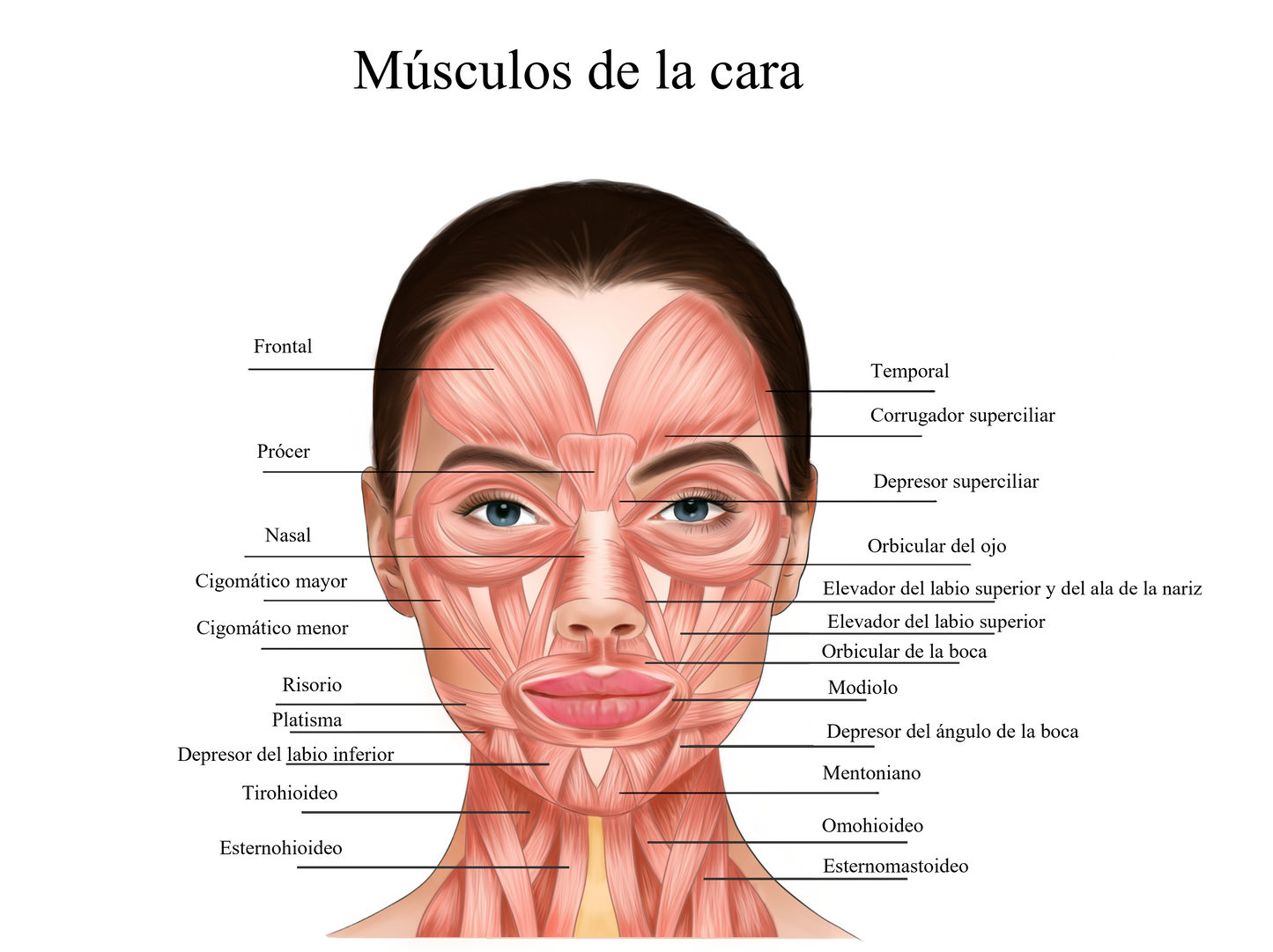 Anatomía facial | Músculos de la cara y el cuello | Estética | Dermatología | balneario| Descarga digital