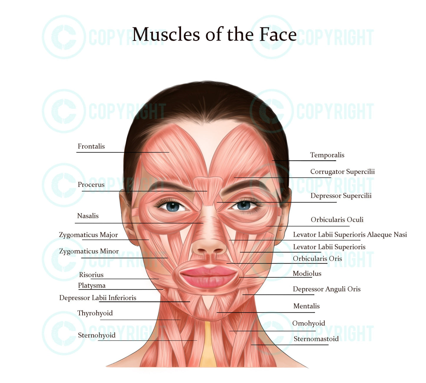 Muscles of the Face and Neck | Botox & Filler Injector | Anatomy | Poster | Aesthetics | Dermatology | Medspa| Digital Download