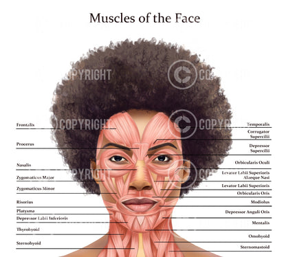 Facial Anatomy Bundle | Botox & Filler Injector | Anatomy | Poster | Aesthetics | Dermatology | Medspa| Digital Download