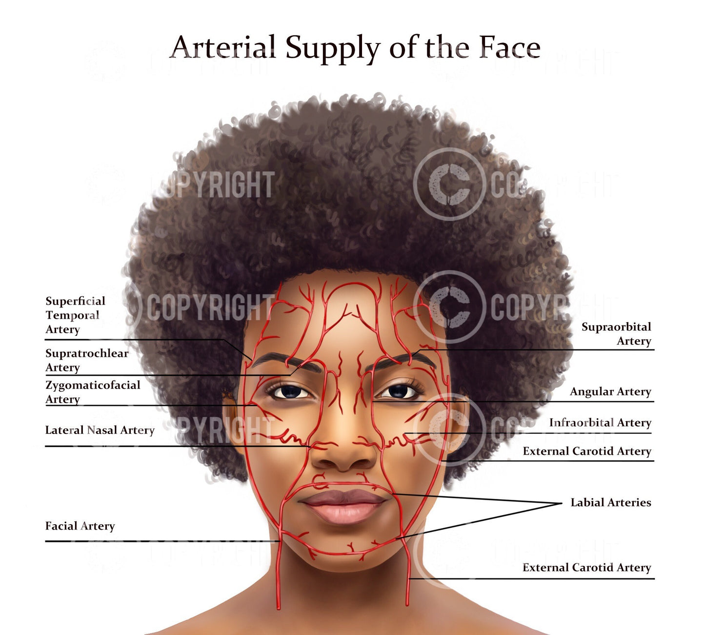 Facial Anatomy Bundle | Botox & Filler Injector | Anatomy | Poster | Aesthetics | Dermatology | Medspa| Digital Download