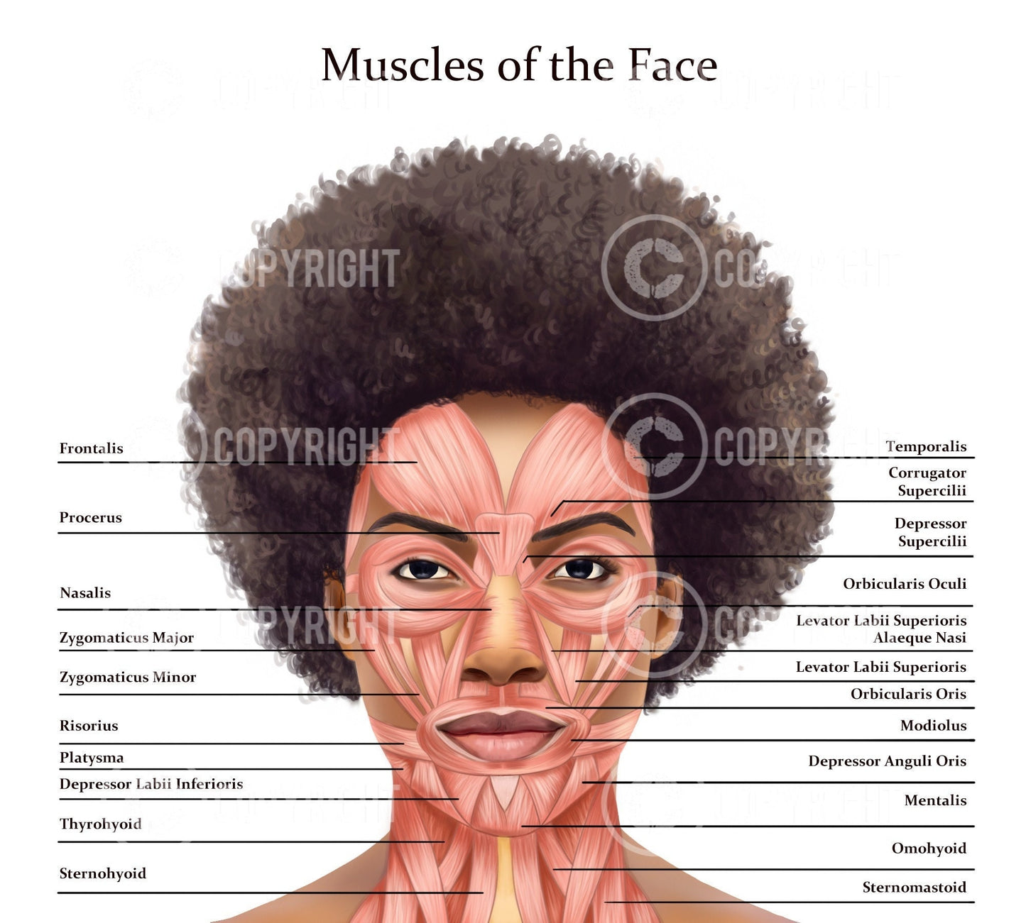 Muscles of the Face and Neck | Botox & Filler Injector | Anatomy | Poster | Aesthetics | Dermatology | Medspa| Digital Download