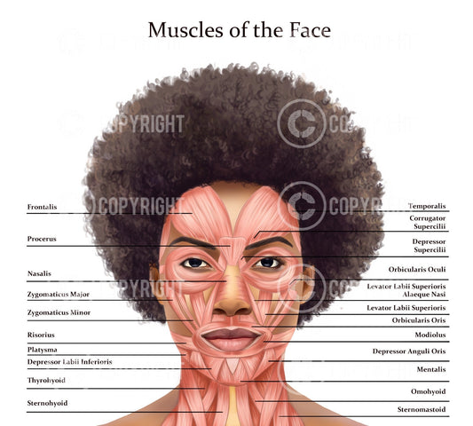 Muscles of the Face and Neck | Botox & Filler Injector | Anatomy | Poster | Aesthetics | Dermatology | Medspa| Digital Download