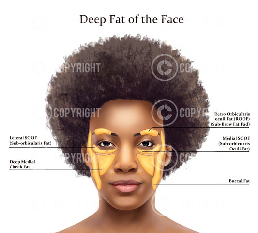 Deep Fat Pads the Face | Botox & Filler Injector | Anatomy | Art | Poster | Aesthetics | Dermatology | Medspa| Digital Download