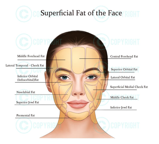 Superficial Fat Pads of the Face | Botox & Filler Injector | Anatomy | Art | Poster | Aesthetics | Dermatology | Medspa| Digital Download