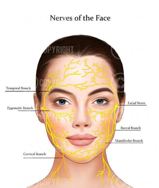 Nerves of The Face | Botox & Filler Injector | Aesthetic Practice | Anatomy | Poster | Nurse Injector | Dermatology | Digital Download