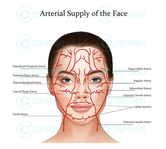 Blood Vessels the Face | Botox & Filler Injector | Facial Arteries | Anatomy | Poster | Nurse Injector | Dermatology | Digital Download