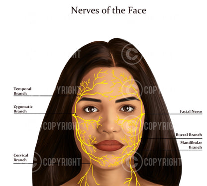 Diversity 1 | Facial Anatomy Bundle | Botox & Filler Injector | Anatomy | Poster | Aesthetics | Dermatology | Medspa| Digital Download