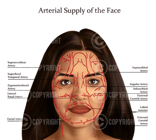 Arterial Supply Face | Botox & Filler Injector | Facial Arteries | Anatomy | Poster | Nurse Injector | Dermatology | Digital Download