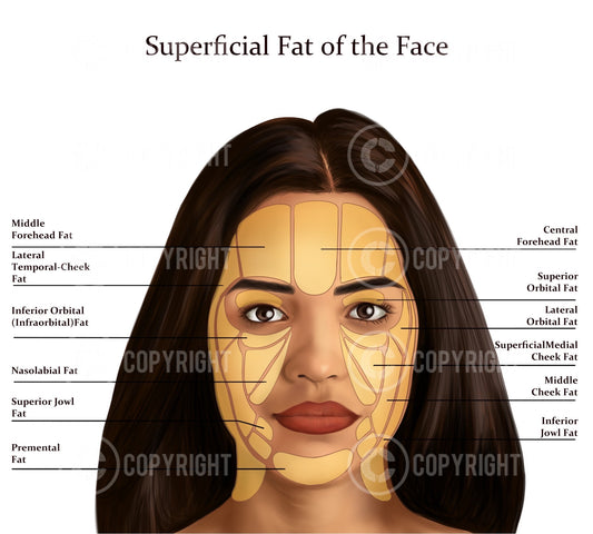 Superficial Fat Pads of the Face | Botox & Filler Injector | Anatomy | Art | Poster | Aesthetics | Dermatology | Medspa| Digital Download