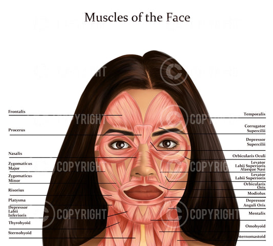 Muscles of the Face and Neck | Botox & Filler Injector | Anatomy | Poster | Aesthetics | Dermatology | Medspa| Digital Download