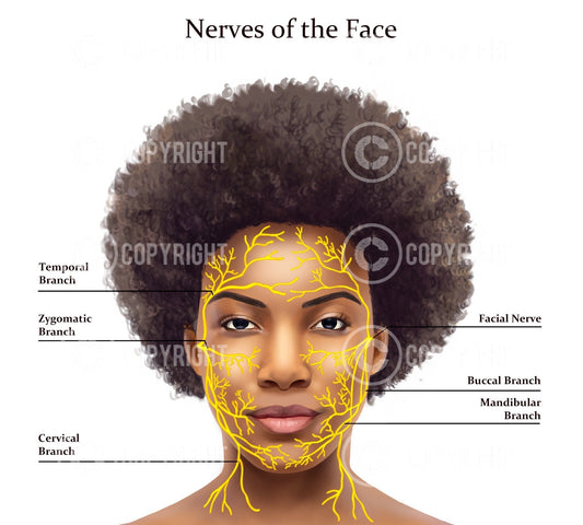 Nerves of The Face | Botox & Filler Injector | Aesthetic Practice | Anatomy | Poster | Nurse Injector | Dermatology | Digital Download