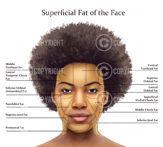 Superficial Fat Pads of the Face | Botox & Filler Injector | Anatomy | Art | Poster | Aesthetics | Dermatology | Medspa| Digital Download