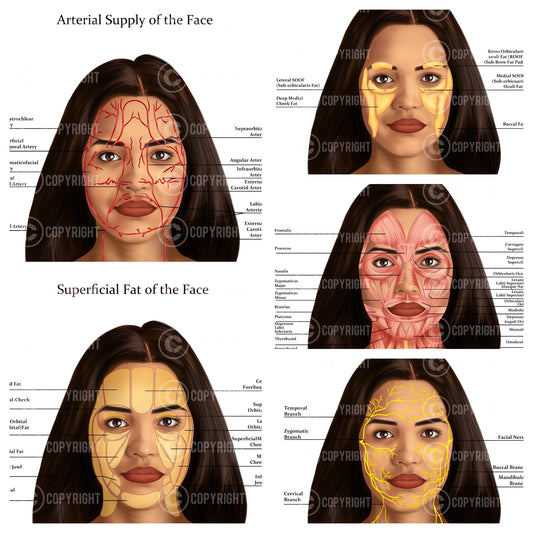 Facial Anatomy Bundle | Botox & Filler Injector | Anatomy | Poster | Aesthetics | Dermatology | Medspa| Digital Download