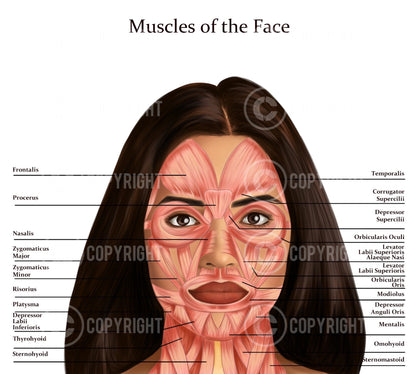 Facial Anatomy Bundle | Botox & Filler Injector | Anatomy | Poster | Aesthetics | Dermatology | Medspa| Digital Download