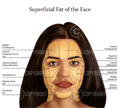 Facial Anatomy Bundle | Botox & Filler Injector | Anatomy | Poster | Aesthetics | Dermatology | Medspa| Digital Download