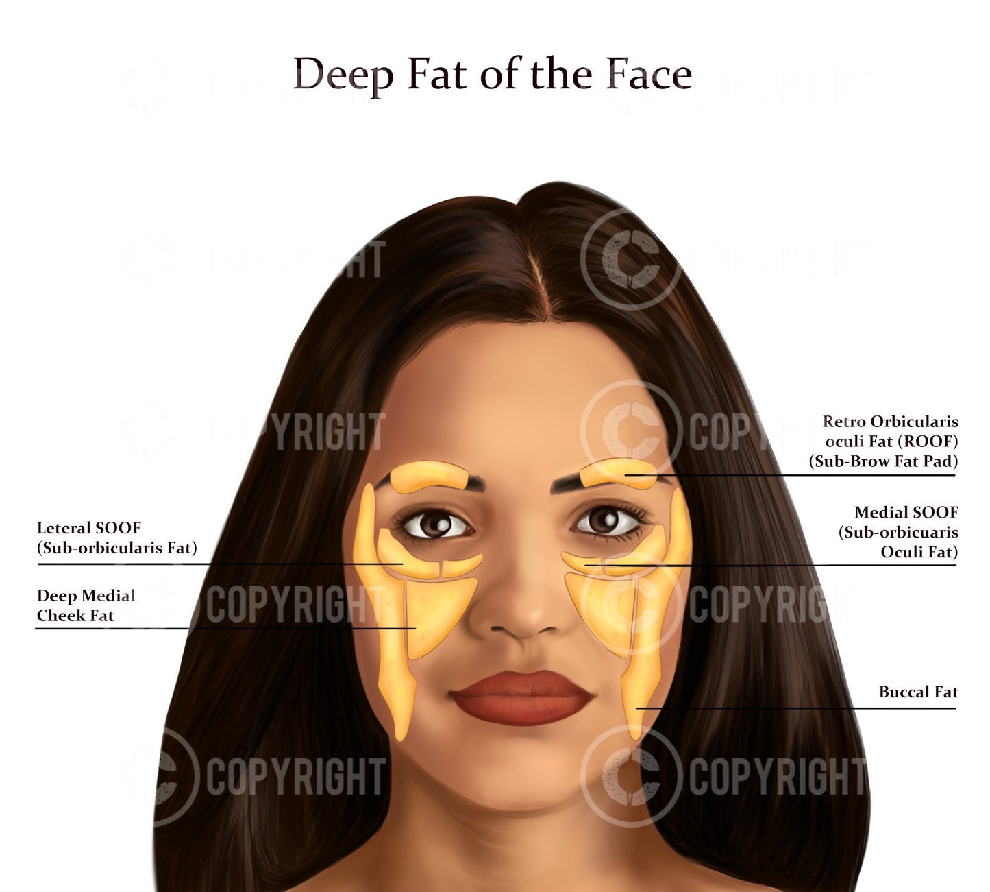 Deep Fat Pads the Face | Botox & Filler Injector | Anatomy | Art | Poster | Aesthetics | Dermatology | Medspa| Digital Download