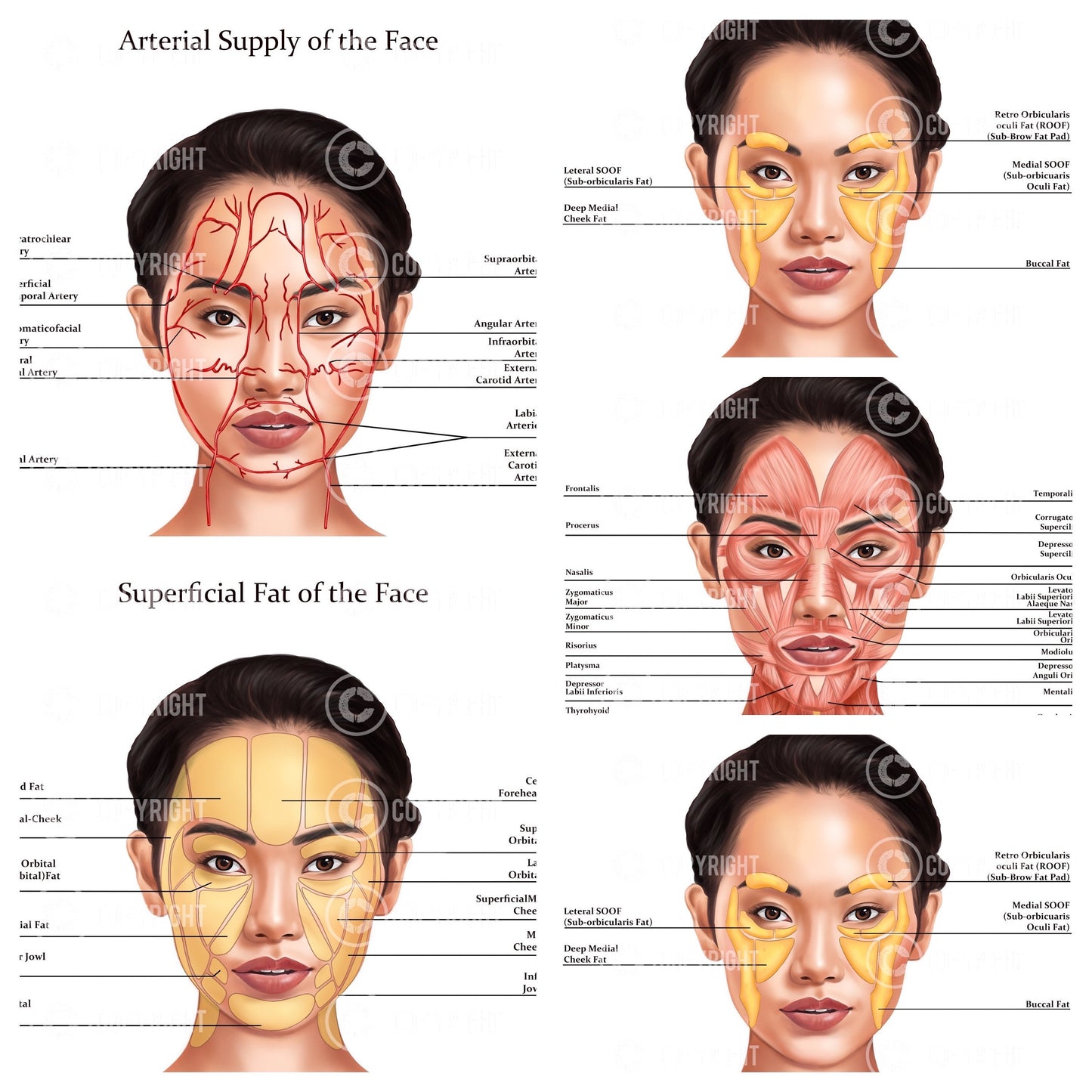 Facial Anatomy Bundle | Botox & Filler Injector | Anatomy | Poster | Aesthetics | Dermatology | Medspa| Digital Download