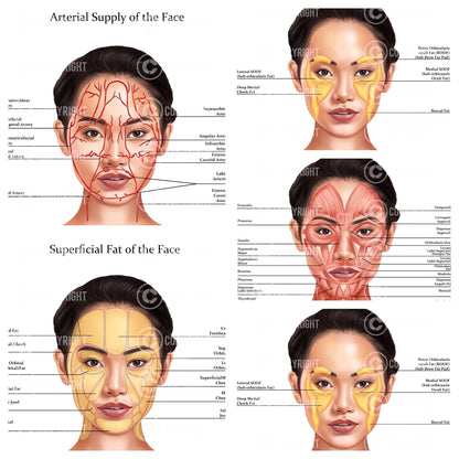 Facial Anatomy Bundle | Botox & Filler Injector | Anatomy | Poster | Aesthetics | Dermatology | Medspa| Digital Download