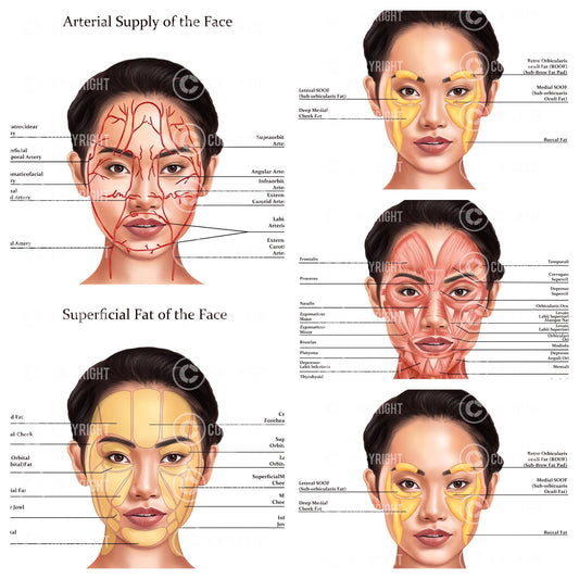 Facial Anatomy Bundle | Botox & Filler Injector | Anatomy | Poster | Aesthetics | Dermatology | Medspa| Digital Download