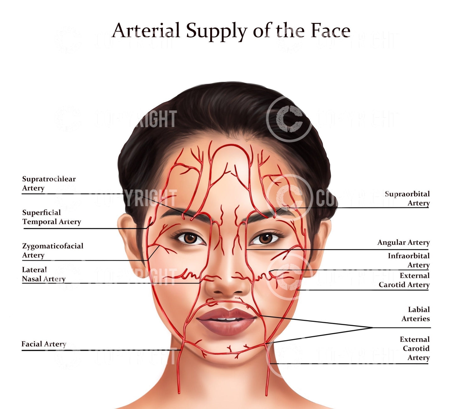 Facial Anatomy Bundle | Botox & Filler Injector | Anatomy | Poster | Aesthetics | Dermatology | Medspa| Digital Download