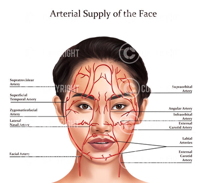 Facial Anatomy Bundle | Botox & Filler Injector | Anatomy | Poster | Aesthetics | Dermatology | Medspa| Digital Download