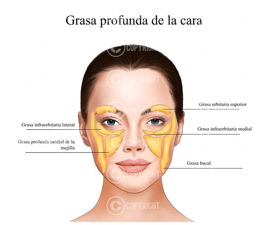 Almohadillas de grasa profunda en la cara | Anatomía | Estética | Dermatología | balneario| Descarga digital