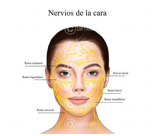 Anatomía facial | Nervios de la cara | Práctica Estética | Anatomía | Póster | Dermatología | Descarga digital