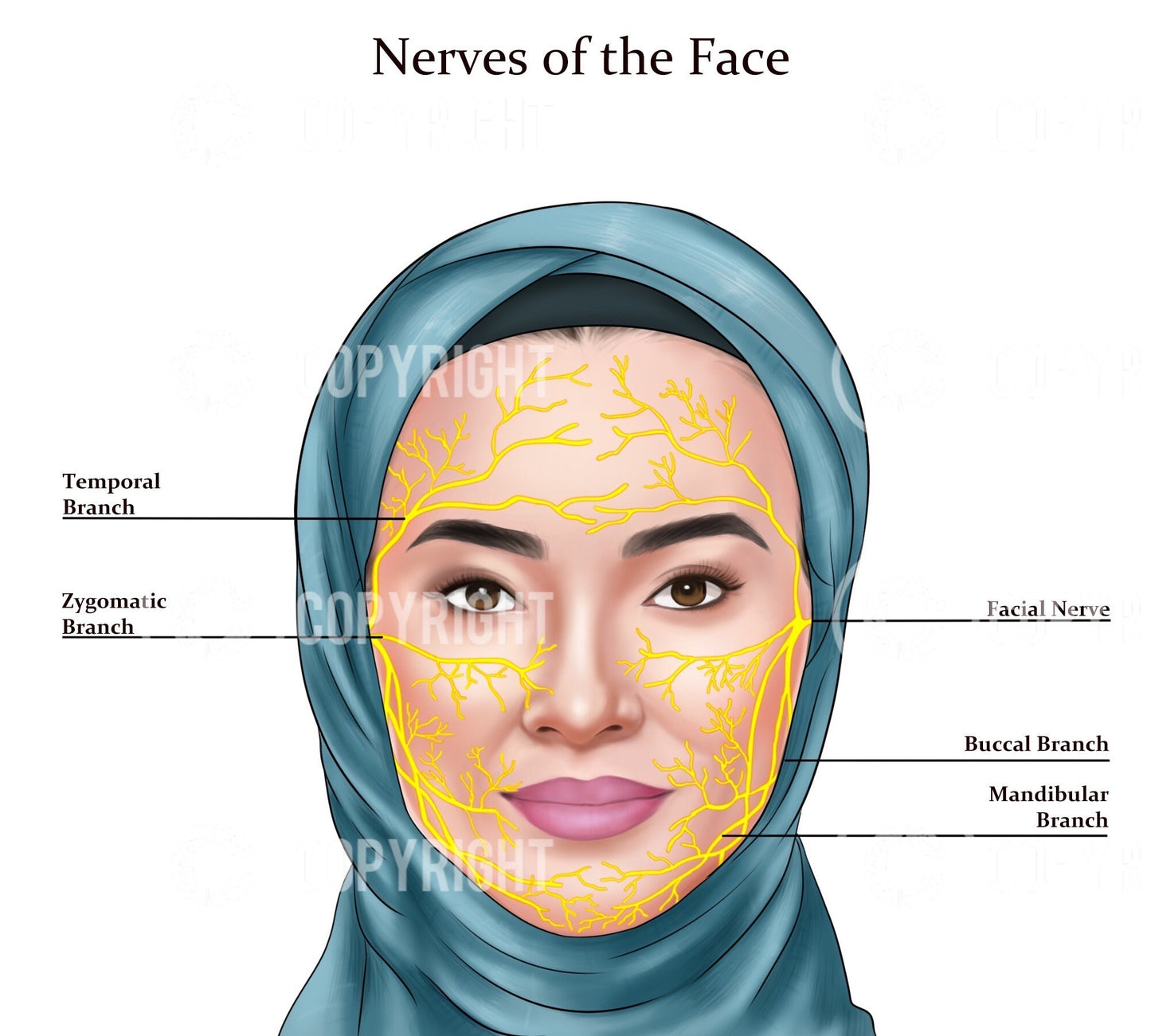 Nerves of The Face | Botox & Filler Injector | Aesthetic Practice | Anatomy | Poster | Nurse Injector | Dermatology | Digital Download