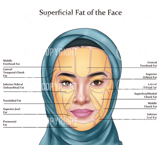 Superficial Fat Pads of the Face | Botox & Filler Injector | Anatomy | Art | Poster | Aesthetics | Dermatology | Medspa| Digital Download