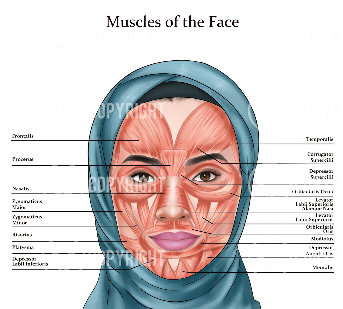 Facial Anatomy Bundle | Botox & Filler Injector | Anatomy | Poster | Aesthetics | Dermatology | Medspa| Digital Download