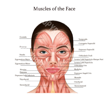 Diversity 1 | Facial Anatomy Bundle | Botox & Filler Injector | Anatomy | Poster | Aesthetics | Dermatology | Medspa| Digital Download