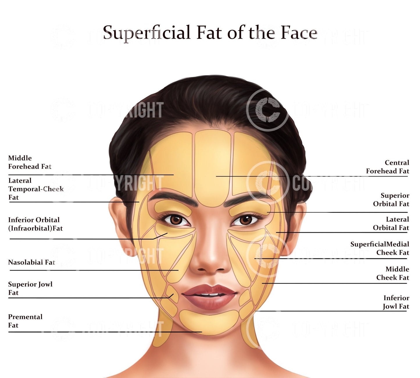 Facial Anatomy Bundle | Botox & Filler Injector | Anatomy | Poster | Aesthetics | Dermatology | Medspa| Digital Download