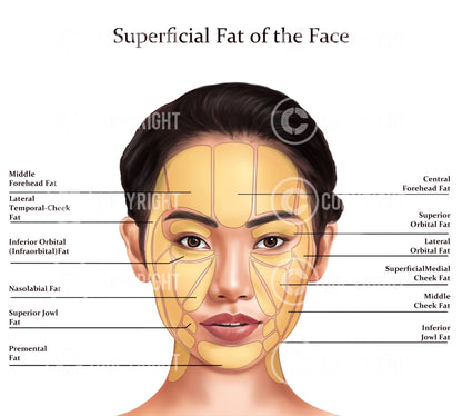 Facial Anatomy Bundle | Botox & Filler Injector | Anatomy | Poster | Aesthetics | Dermatology | Medspa| Digital Download