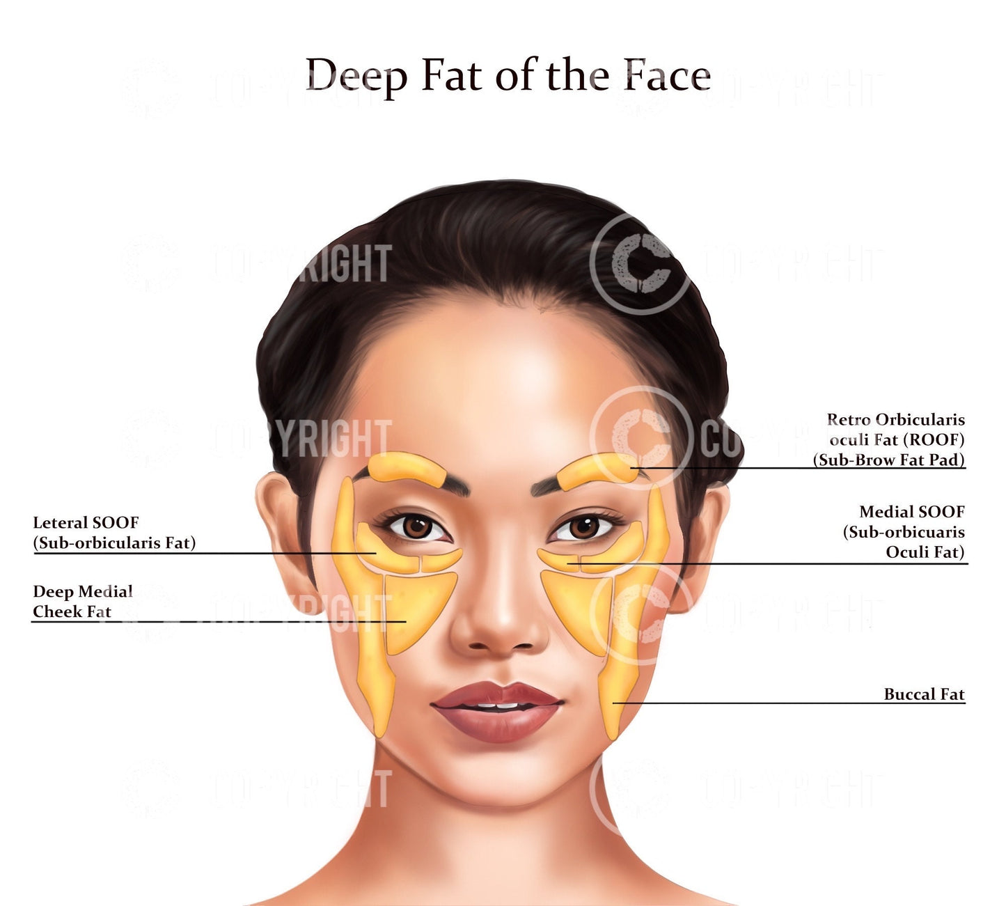 Facial Anatomy Bundle | Botox & Filler Injector | Anatomy | Poster | Aesthetics | Dermatology | Medspa| Digital Download