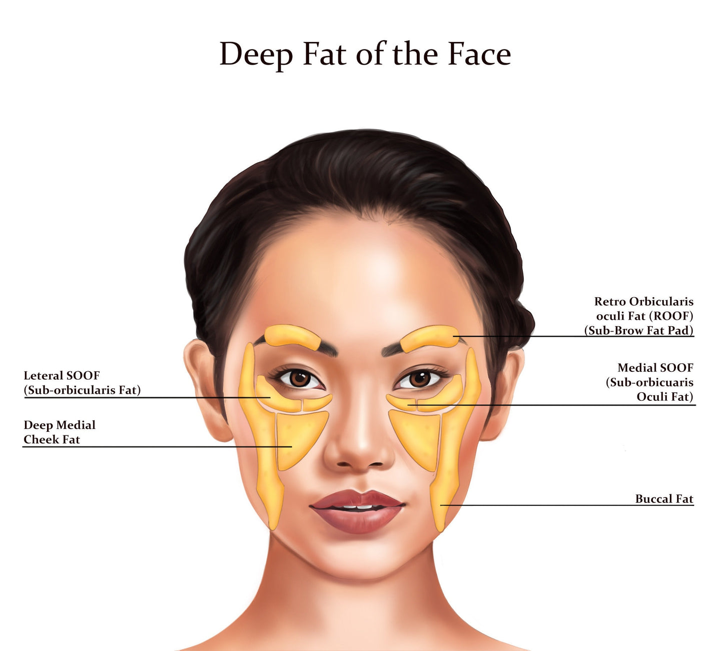 Deep Fat Pads the Face | Botox & Filler Injector | Anatomy | Art | Poster | Aesthetics | Dermatology | Medspa| Digital Download