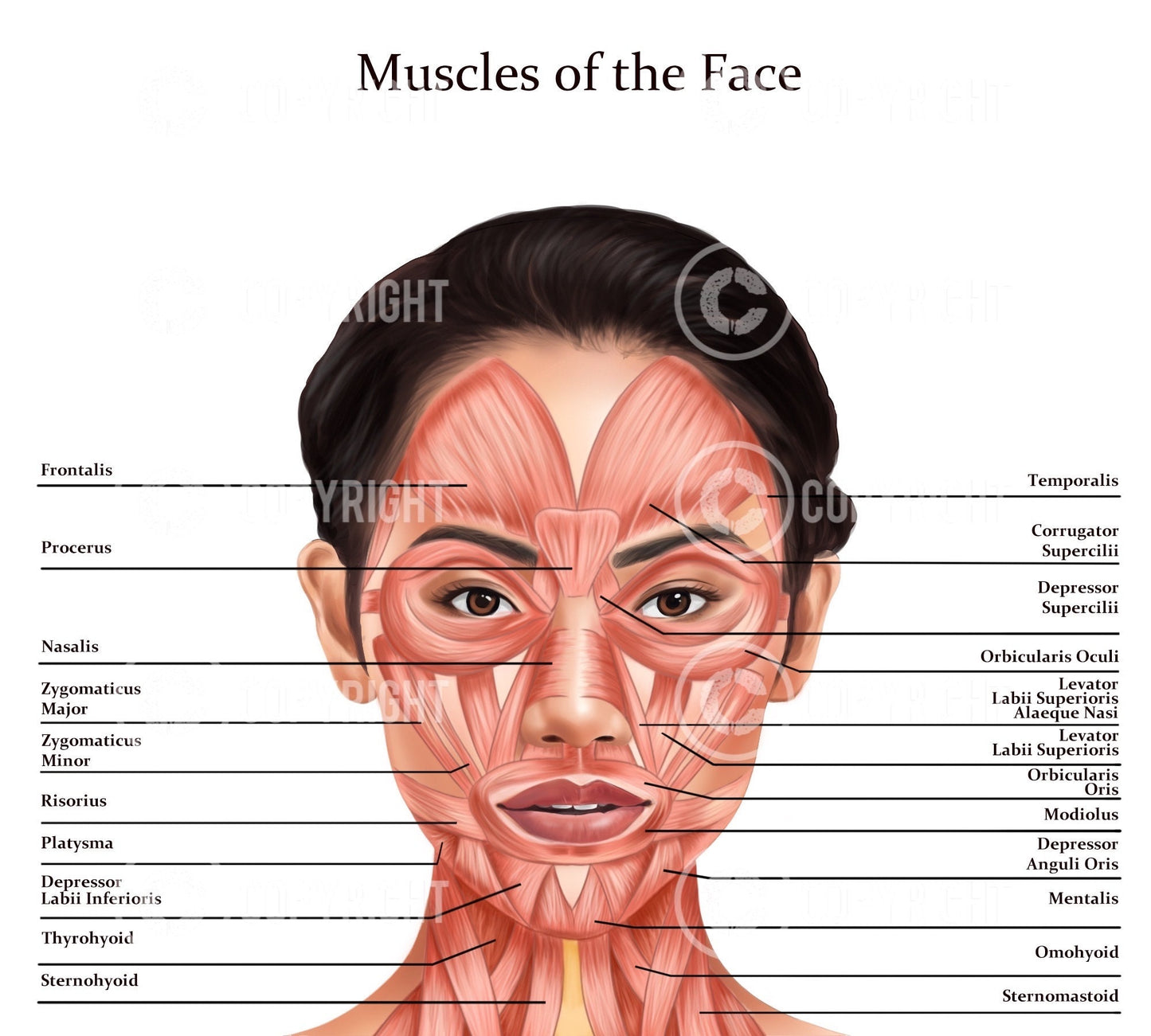 Muscles of the Face and Neck | Botox & Filler Injector | Anatomy | Poster | Aesthetics | Dermatology | Medspa| Digital Download