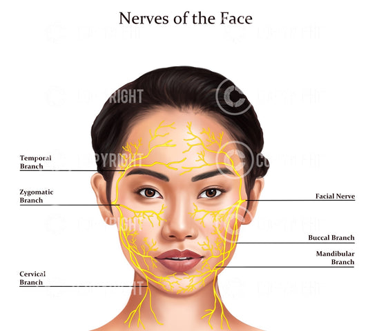 Nerves of The Face | Botox & Filler Injector | Aesthetic Practice | Anatomy | Poster | Nurse Injector | Dermatology | Digital Download