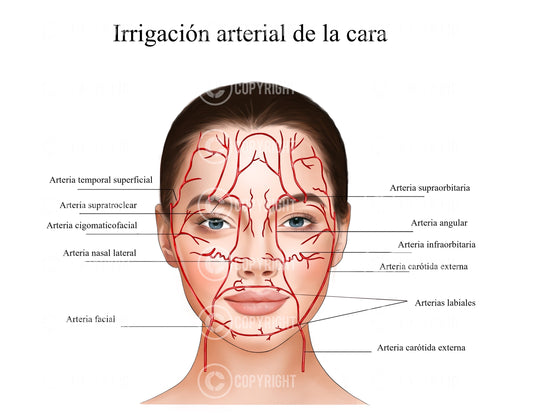 Cara de suministro arterial | Irrigacion arterial de la cara | Arterias faciales | Anatomía | Inyector de enfermera | Descarga digital