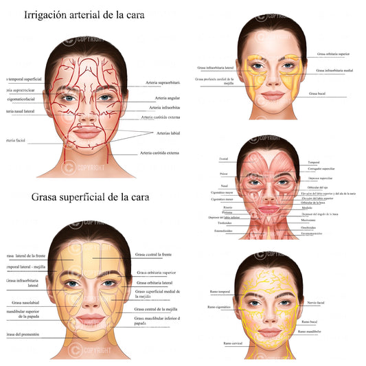 Paquete de anatomía facial | Paquete de anatomia facial | Anatomía | Póster | Estética | Dermatología | balneario| Descarga digital