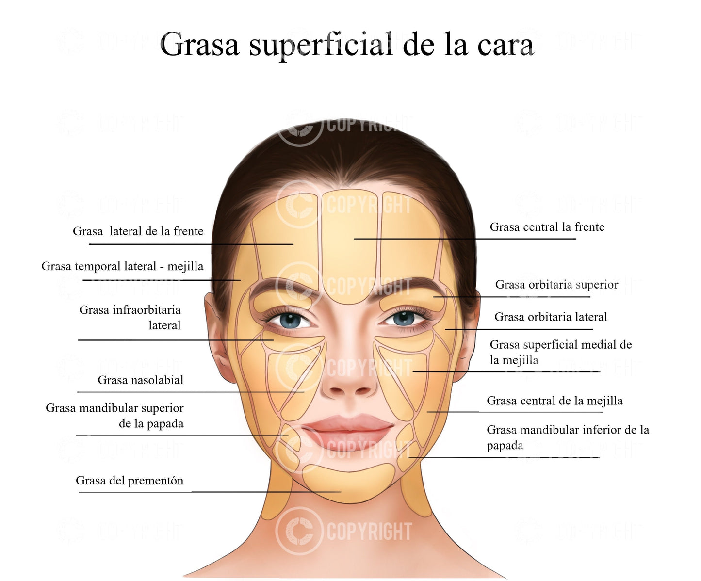 Almohadillas de grasa superficiales de la cara | Anatomía | Estética | Dermatología | Descarga digital