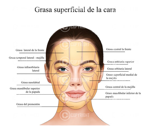 Almohadillas de grasa superficiales de la cara | Anatomía | Estética | Dermatología | Descarga digital