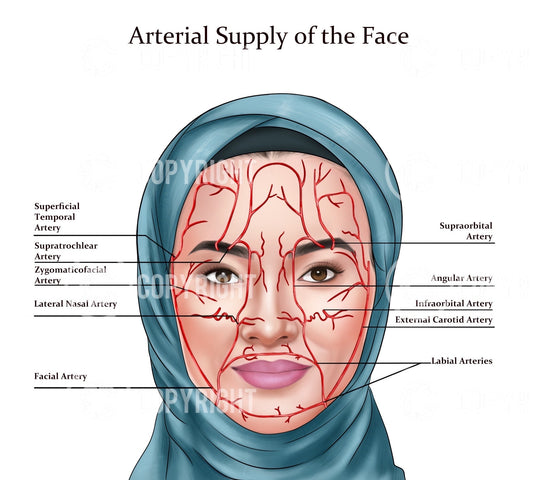 Arterial Supply Face | Botox & Filler Injector | Facial Arteries | Anatomy | Poster | Nurse Injector | Dermatology | Digital Download