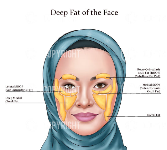 Deep Fat Pads the Face | Botox & Filler Injector | Anatomy | Art | Poster | Aesthetics | Dermatology | Medspa| Digital Download