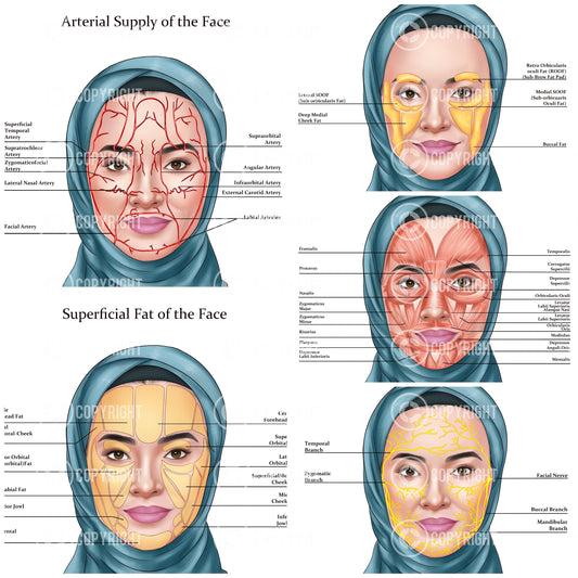 Facial Anatomy Bundle | Botox & Filler Injector | Anatomy | Poster | Aesthetics | Dermatology | Medspa| Digital Download