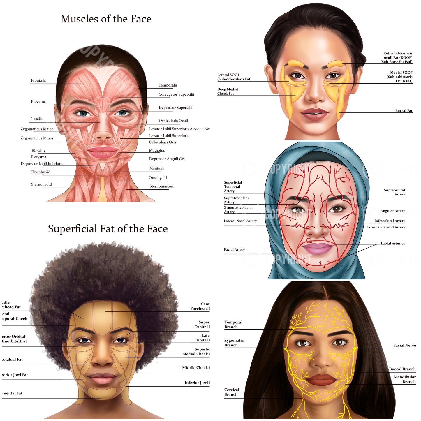 Diversity 1 | Facial Anatomy Bundle | Botox & Filler Injector | Anatomy | Poster | Aesthetics | Dermatology | Medspa| Digital Download