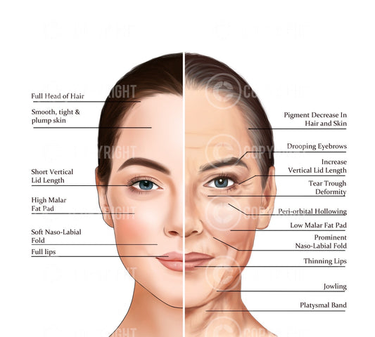 Ageing of the Face and Neck | Anatomy | Poster | Aesthetics | Dermatology | Medspa| Digital Download